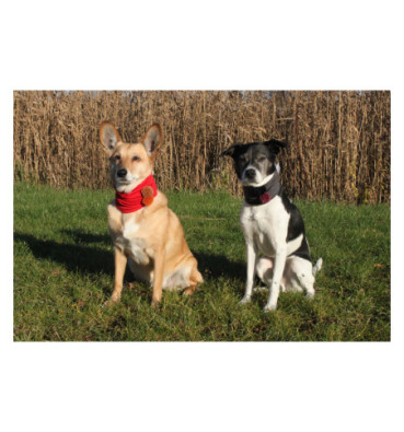 Komin dla psa na WYMIAR