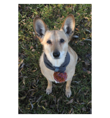 Szalik dla psa na WYMIAR