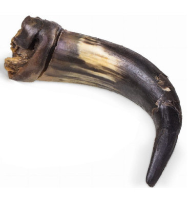 Róg wołowy duży
