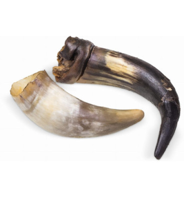 Róg wołowy duży