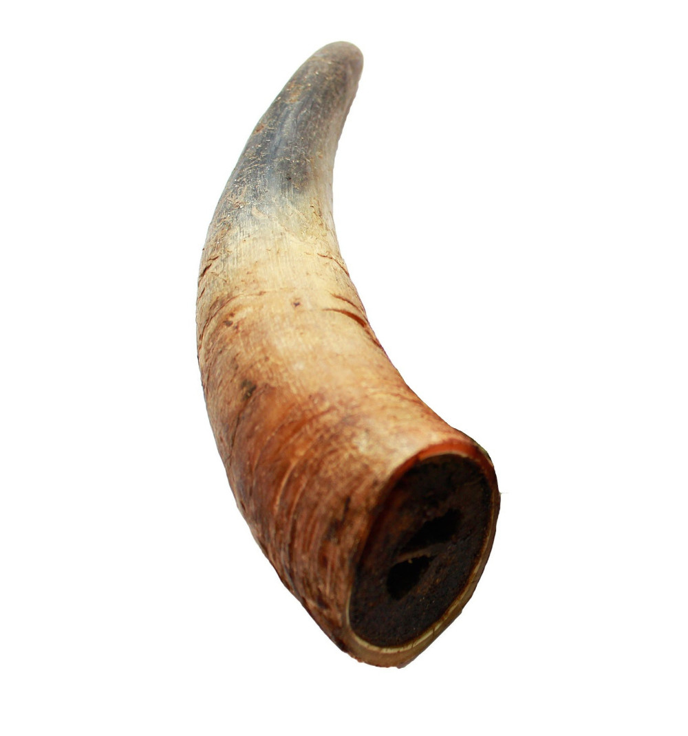 Róg wołowy średni