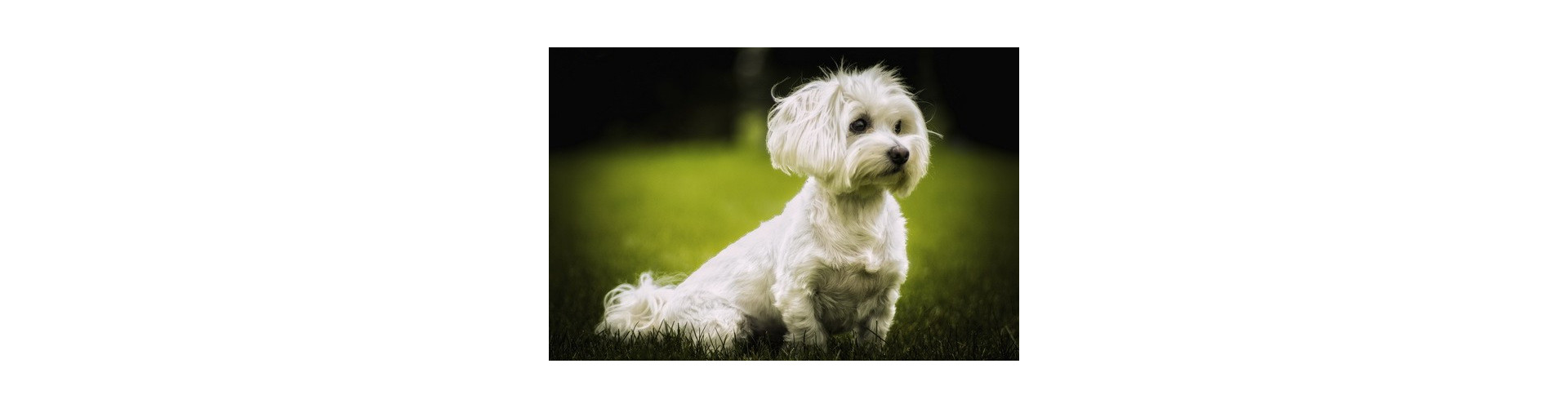 Kosmetyki dla psów | Sklep KenneLove